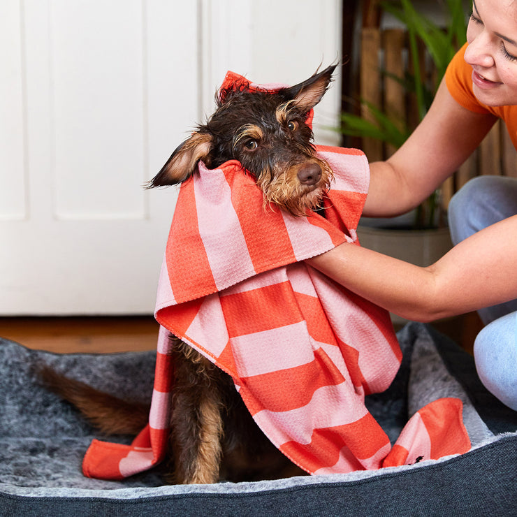 dock and bay towels dog