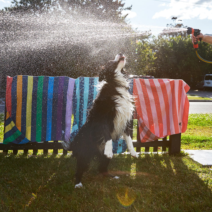 dock and bay towels dog